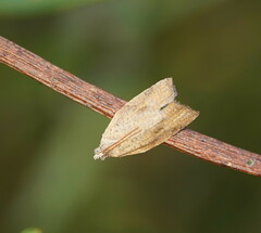 Clepsis divulsana
