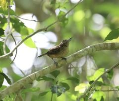 Cymbilaimus lineatus