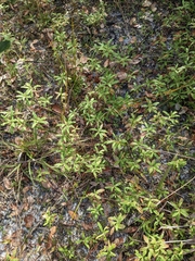 Crocanthemum corymbosum