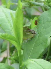 Chlorostrymon simaethis