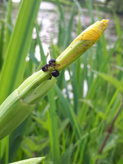 Mononychus punctumalbum