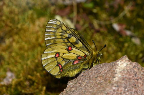 Eversmann's Parnassian