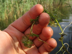 Ranunculus circinatus
