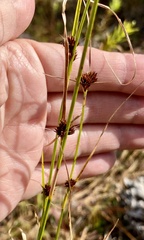 Rhynchospora microcephala