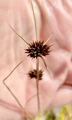 Rhynchospora microcephala