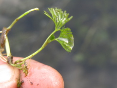 Ranunculus circinatus