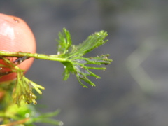 Ranunculus circinatus