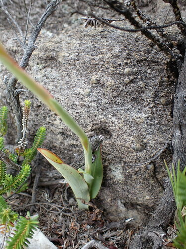 Image of Disa bolusiana by (c) Ren Hoekstra, some rights reserved (CC BY)