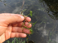 Ranunculus circinatus