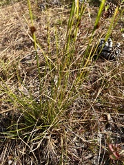 Rhynchospora microcephala