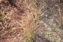 Muhlenbergia microsperma