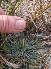 Syngonanthus flavidulus