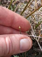 Syngonanthus flavidulus