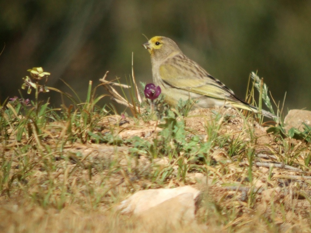 Syrian Serin photo