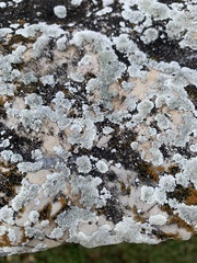 Protoparmeliopsis muralis