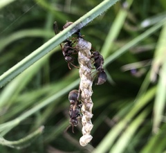 Ropalidia revolutionalis