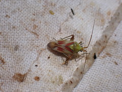Calocoris roseomaculatus