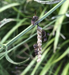 Ropalidia revolutionalis