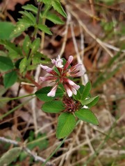 Trifolium amabile