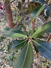 Myrsine lessertiana
