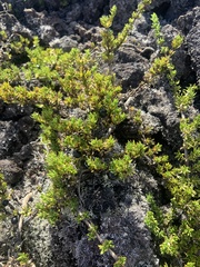 Coprosma ernodeoides