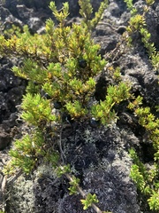 Coprosma ernodeoides