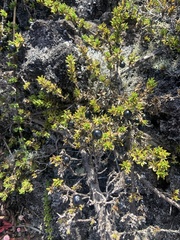 Coprosma ernodeoides