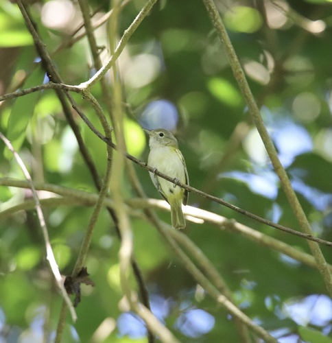 Lesser Greenlet (Pachysylvia decurtata), photo 6