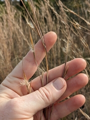 Andropogon capillipes