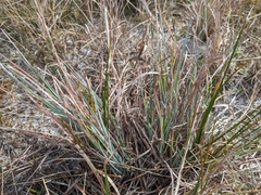 Andropogon capillipes
