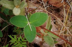 Trifolium amabile