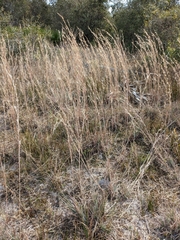 Andropogon capillipes