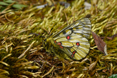 Parnassius eversmanni thor