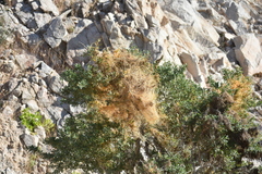 Cuscuta veatchii