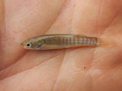 Fundulus zebrinus