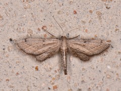 Euacidalia brownsvillea