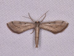 Euacidalia brownsvillea