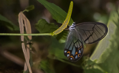 Pseudohaetera hypaesia