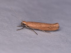 Ypsolopha ochrella