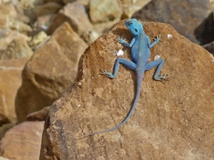 Pseudotrapelus sinaitus