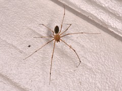 Scytodes atlacoya