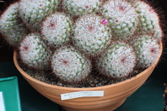 Mammillaria bombycina