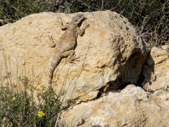 Laudakia vulgaris