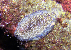 Aseraggodes