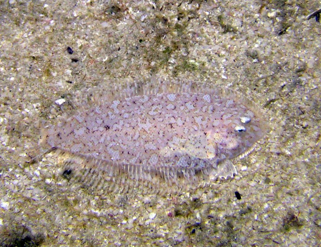 Vreemde tong (Aseraggodes xenicus) — Soleidae