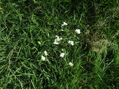 Arabidopsis arenosa arenosa