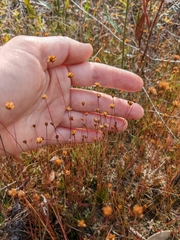 Xyris brevifolia