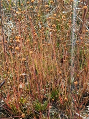 Xyris brevifolia