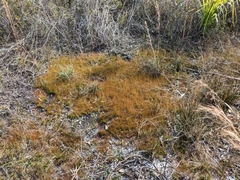 Xyris brevifolia