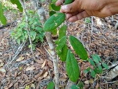 Lonchocarpus rugosus